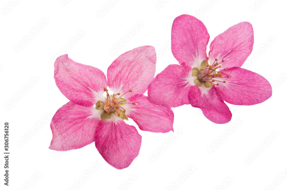 Obraz premium red apple tree flowers isolated