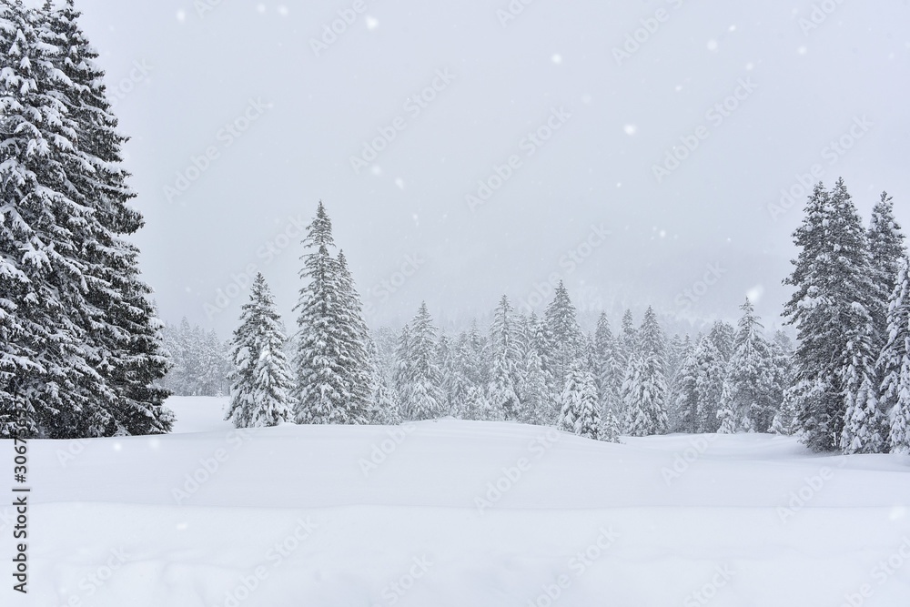 Fototapeta beautiful winter landscape with snow falling