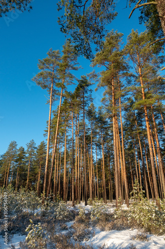 Fototapeta Naklejka Na Ścianę i Meble -  Trees in forest. Winter in forest. Sunny day in snowy forest in Latvia,
