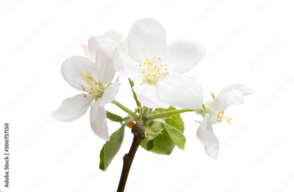 apple tree flower isolated