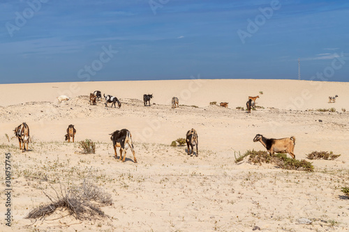 Group of typical goats grazing on the famous dunes of Corralejo, Fuerteventura, Canary Islands, Spain