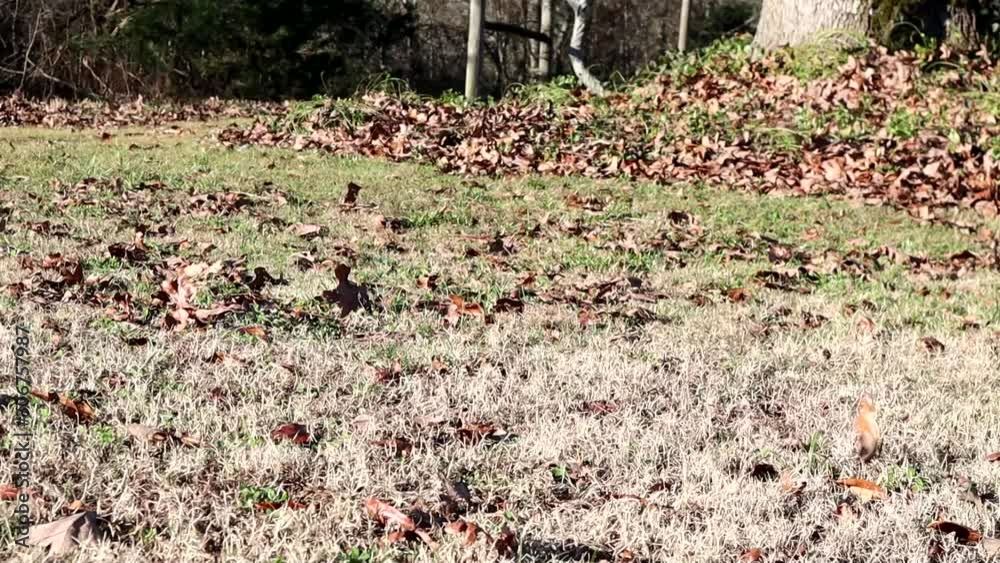 Dry oak leaves blow along the ground driven by a strong autumn wind. Dry oak leaves blow along the ground driven by a strong autumn wind.