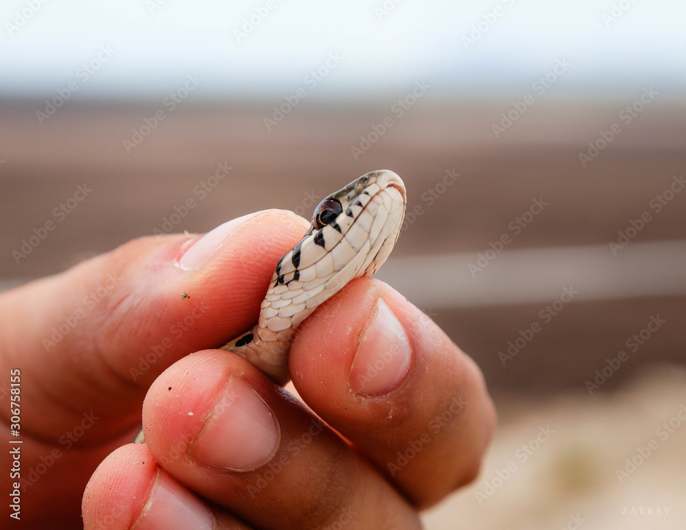 Fototapeta premium Serpiente