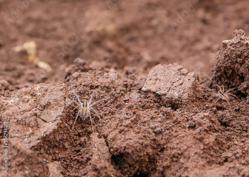 Araña