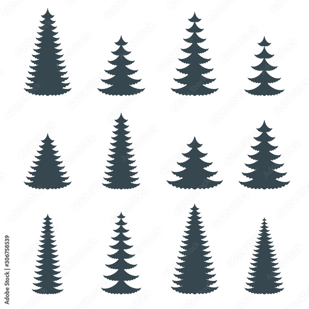 Fototapeta premium Silhouette of coniferous evergreen tree. Spruce, fir, cedar