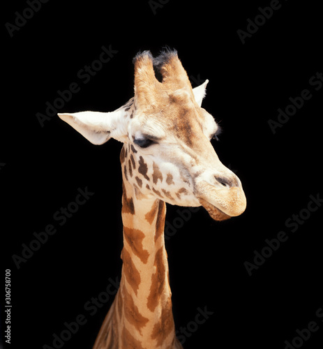 Giraffe Face Black Background