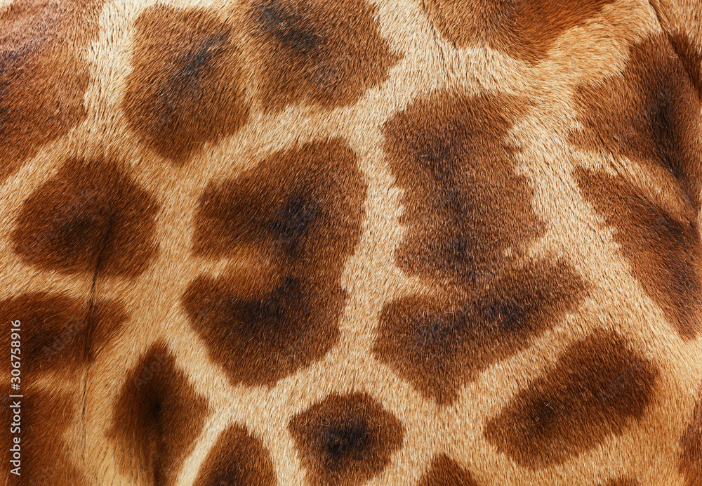 Giraffe skin Giraffe skin