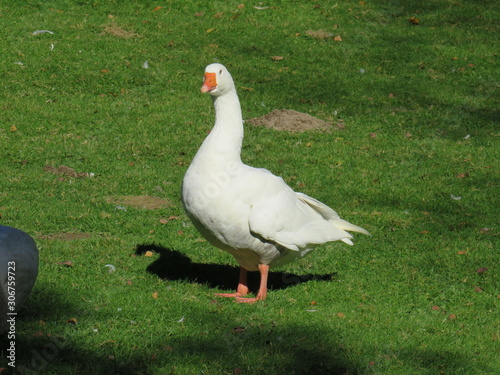 Goose in the meadow