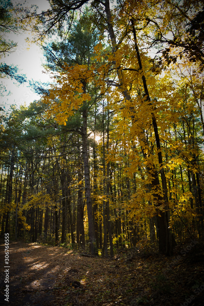 Fototapeta premium Tall Trees in Fall