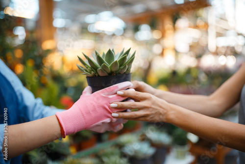 Canvas Print Seller gives plant in a pot to female customer