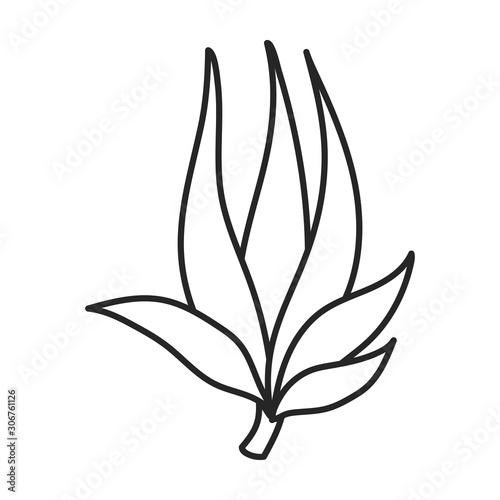 Leaves of sugarcane vector icon.Line vector icon isolated on white background leaves of sugarcane .