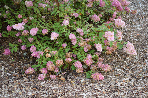 Bush of pink hydrangea in autumn. Close-up