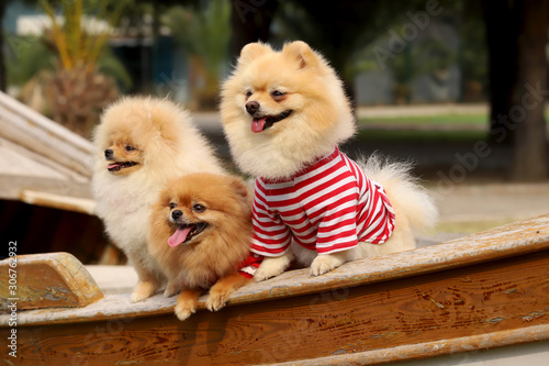 Cute Pomeranian boo breed dogs.
