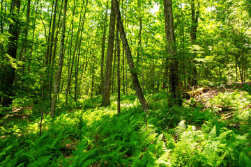 Fotobehang Groen forest in the morning  © Charley
