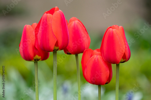 Beautiful spring flowers - colorful spring tulips