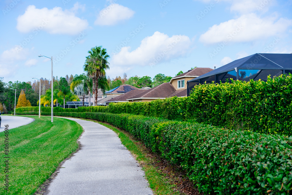 Green Ivy Wall and palm tree Green Ivy Wall and palm tree