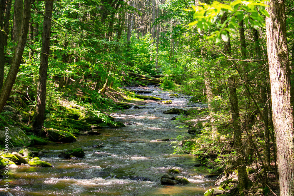 Obraz premium Summertime Brook