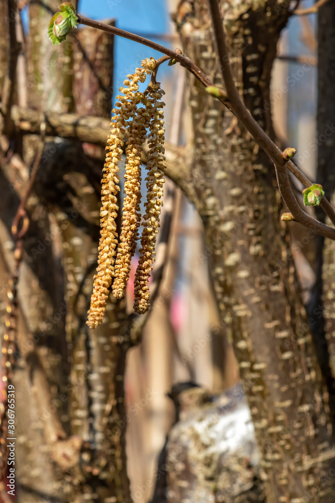 Naklejka premium Macro shot of a male blossom of a hazelnut (Corylus avellana) in the sunshine.