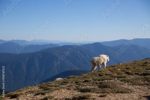 In the West Kootenays a rocky mountain goat (Oreamnos americanus) walking alone in British Columbia, Canada.