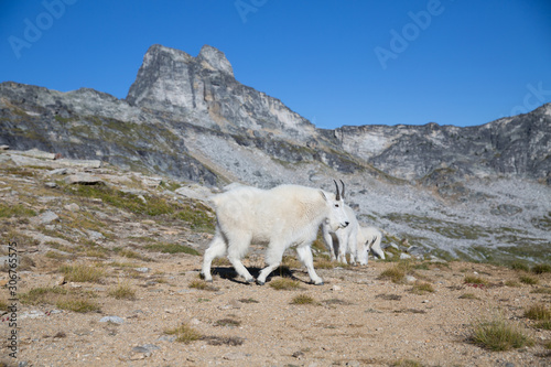  A group of rocky mountain goat (Oreamnos americanus) in British Columbia, Canada.