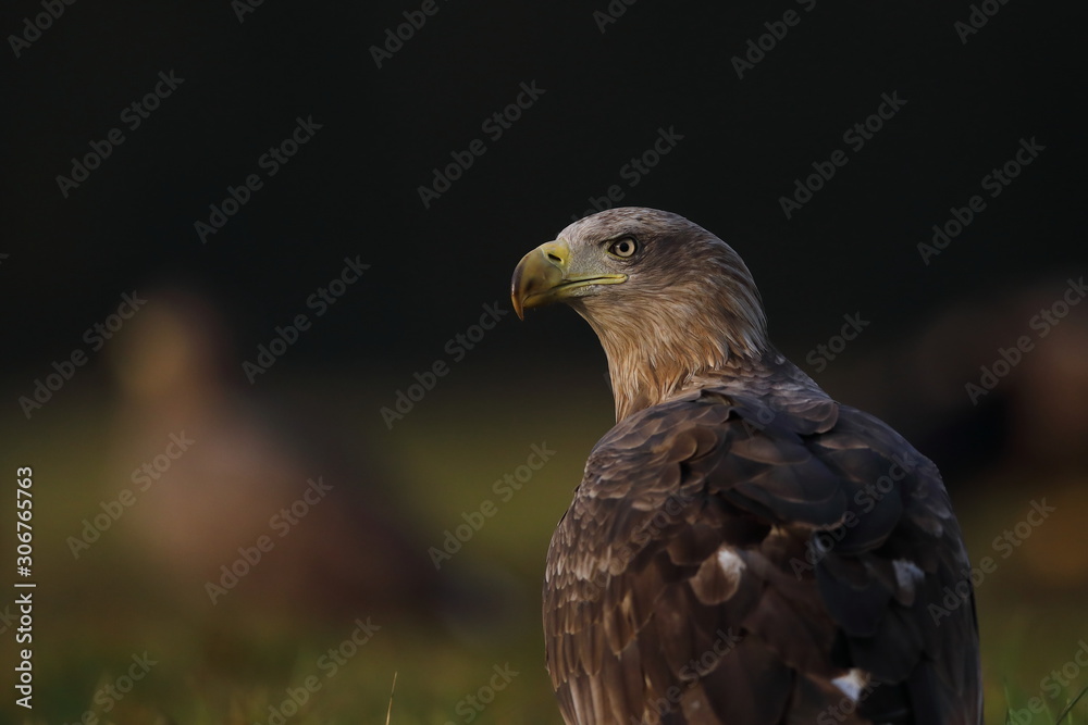 White tailed eagle (Haliaeetus albicilla) White tailed eagle (Haliaeetus albicilla)