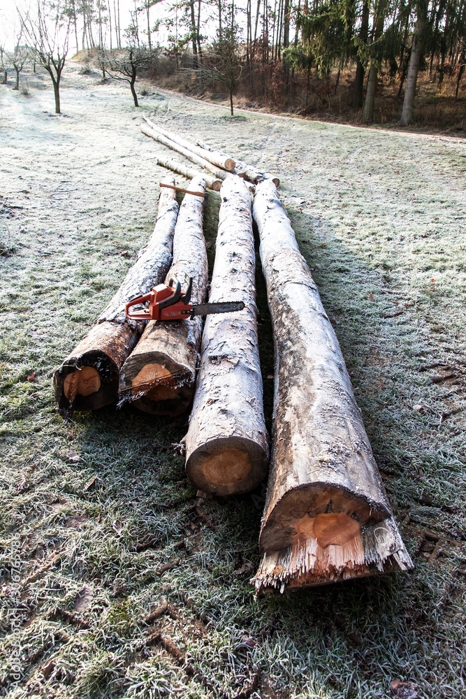 Cutting wood for heating. Work in forest. Pine trunks on meadow. Preparing for winter. Cutting wood for heating. Work in forest. Pine trunks on meadow. Preparing for winter.