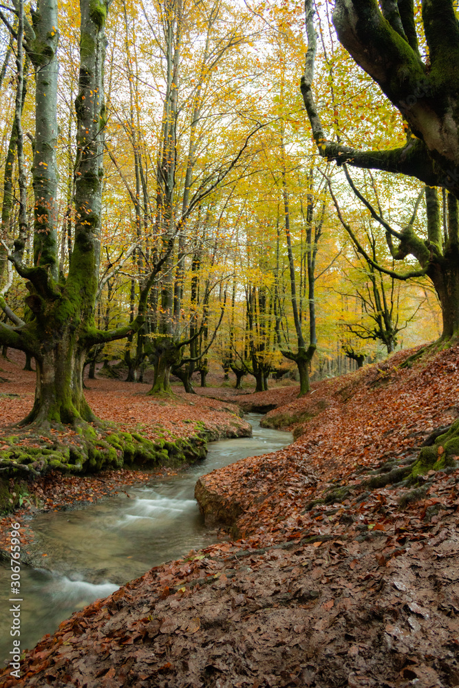 Otzarreta beech in autumn, Biscay, Basque Country Otzarreta beech in autumn, Biscay, Basque Country