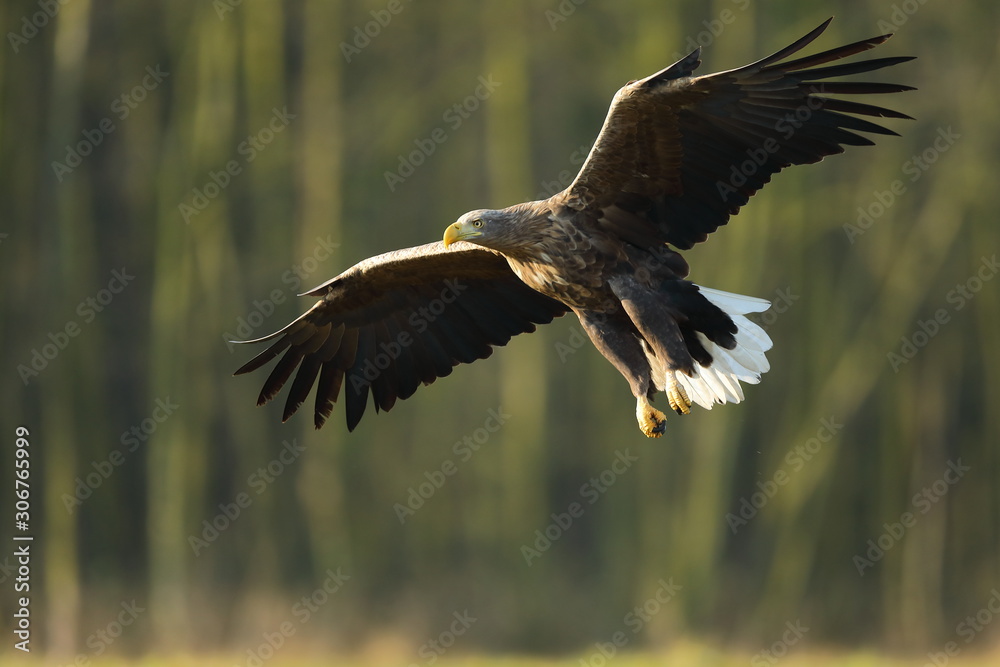 White tailed eagle (Haliaeetus albicilla) White tailed eagle (Haliaeetus albicilla)