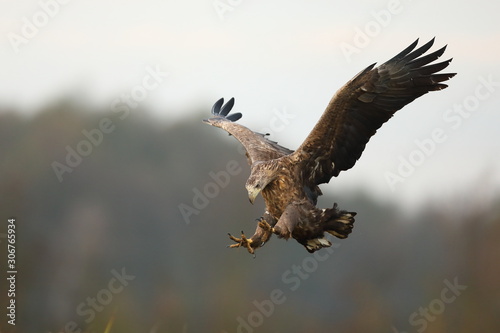 Valokuva White tailed eagle (Haliaeetus albicilla)