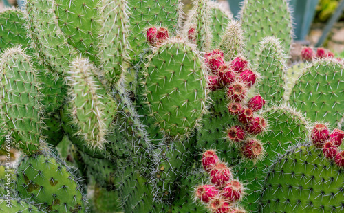 Riesige Kaktuspflanzen in einem kleinen Garten