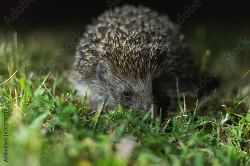 hedgehog in the grass at night