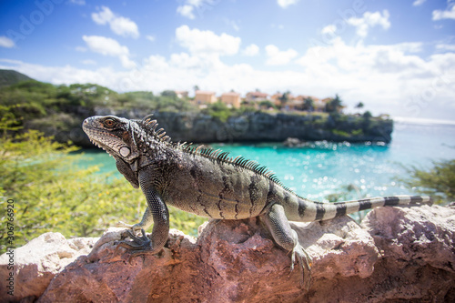 iguana legun karibik