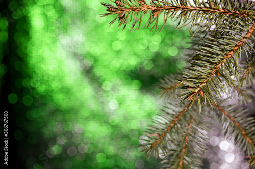 Fir branch on a bokeh background with green-gray color.