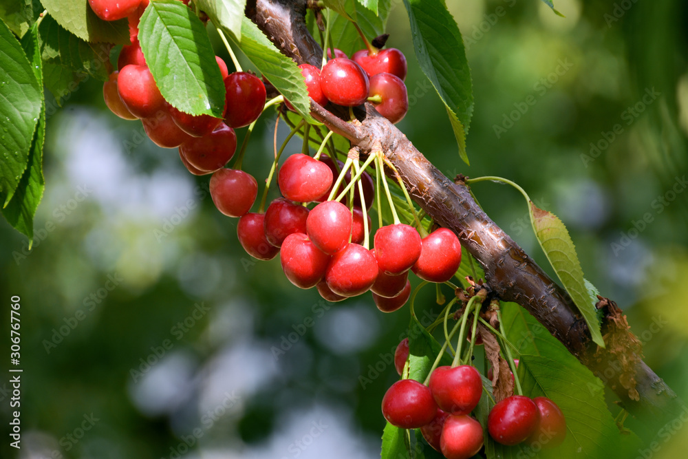 cherry tree branch with ripe large fruits cherry tree branch with ripe large fruits