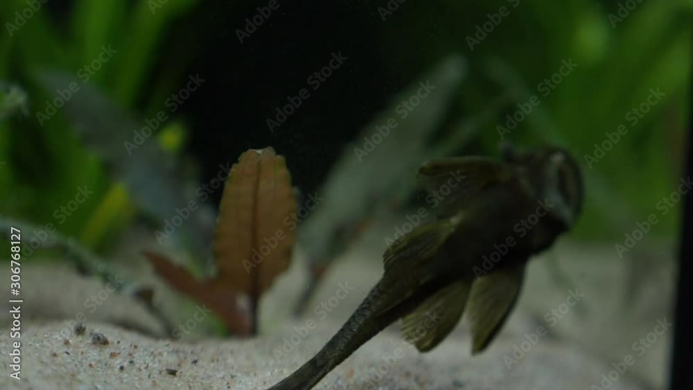 Sucker fish cleaning glass of aquarium. Hypostomus plecostomus in Fish Tank. Sucker fish cleaning glass of aquarium. Hypostomus plecostomus in Fish Tank.