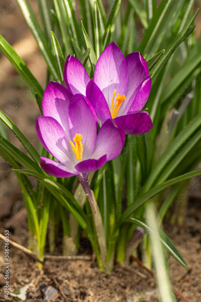 A composition of crocus, plural crocuses or croci A composition of crocus, plural crocuses or croci