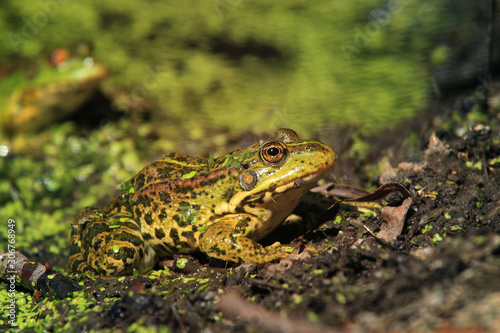 A very beautiful frog in a pond with duckweed grass