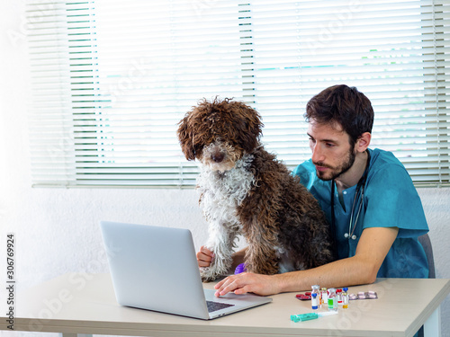 young male veterinarian working in the clinic while using a laptop, vaccine, pills and holding a spanish water dog photo