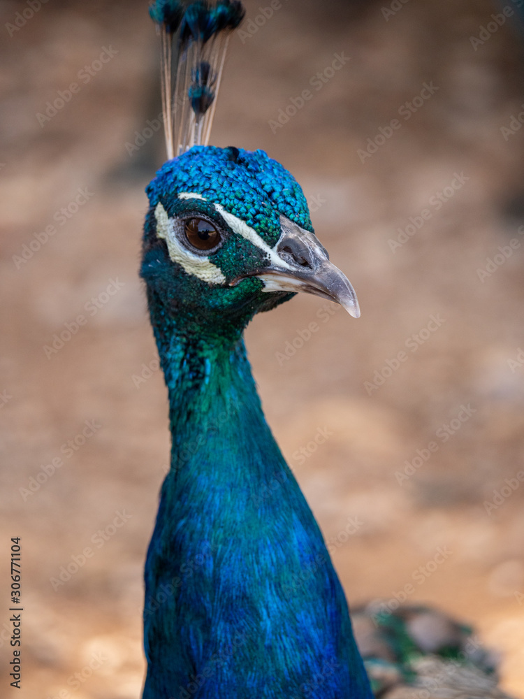 Peacock on Lokrum Island near Dubrovnik in Croatia Peacock on Lokrum Island near Dubrovnik in Croatia