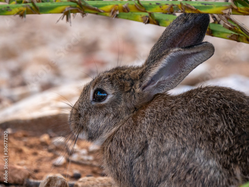 Bunny Rabbits on Lokrum Island near Dubrovnik in Croatia