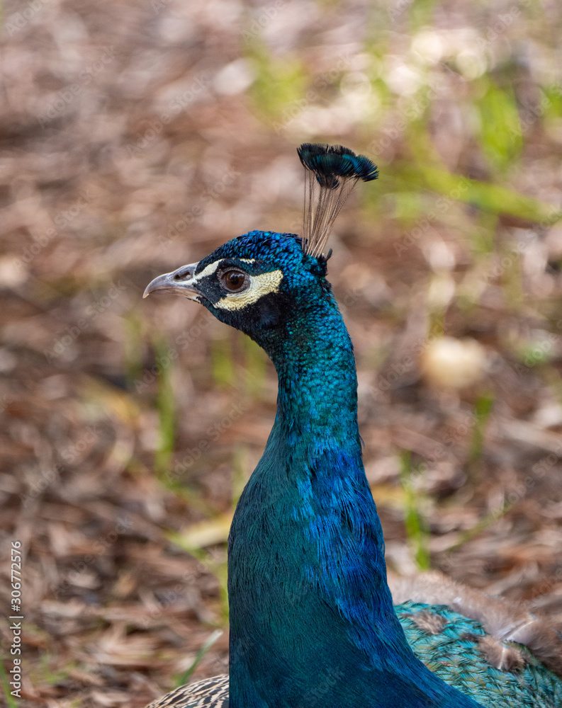 Peacock on Lokrum Island near Dubrovnik in Croatia Peacock on Lokrum Island near Dubrovnik in Croatia