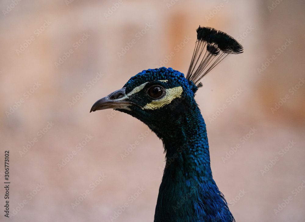 Peacock on Lokrum Island near Dubrovnik in Croatia Peacock on Lokrum Island near Dubrovnik in Croatia