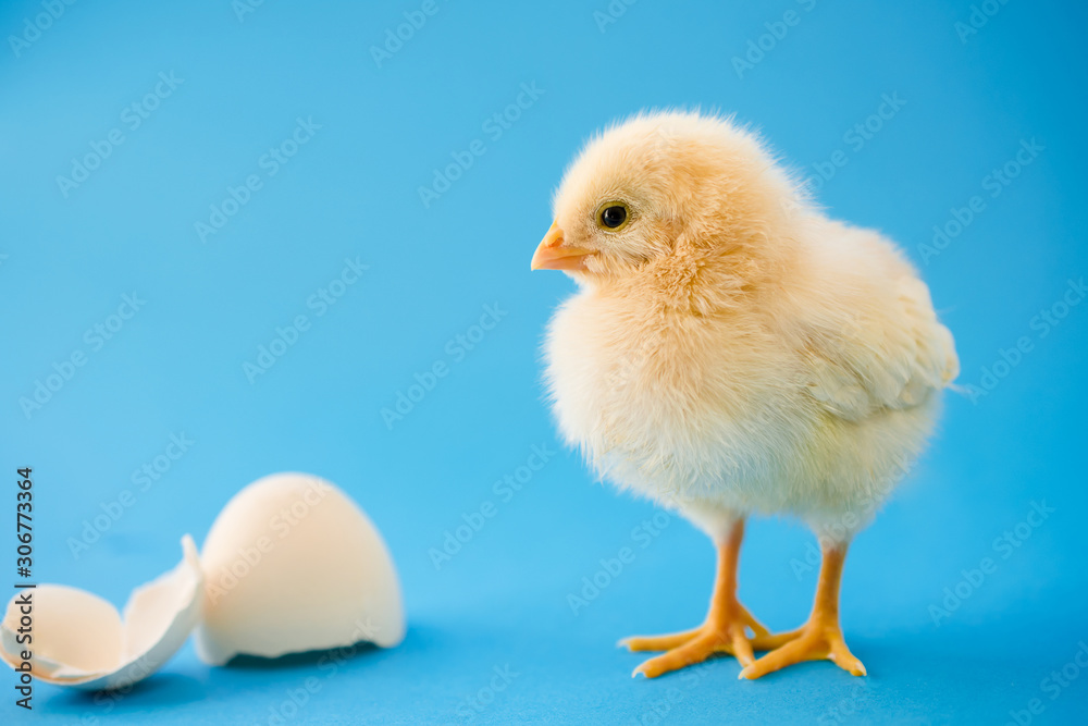 Newborn yellow chicken and broken eggs.