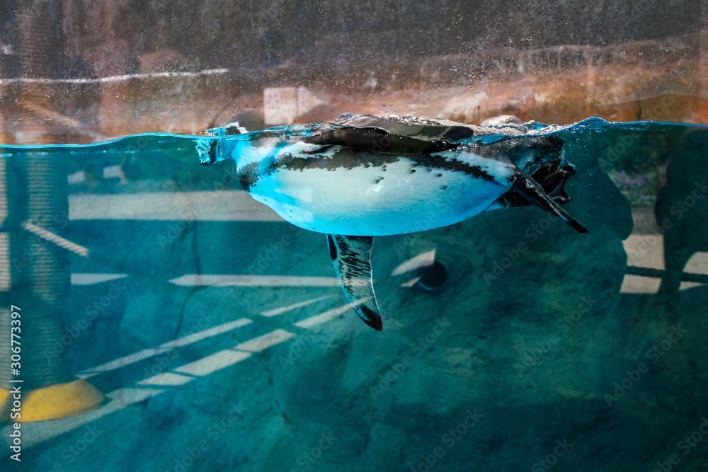 Fototapeta premium Penguin swimming in a pool behind glass 