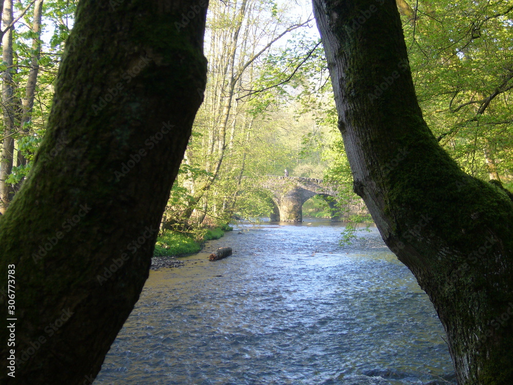 path in the forest with bridge 