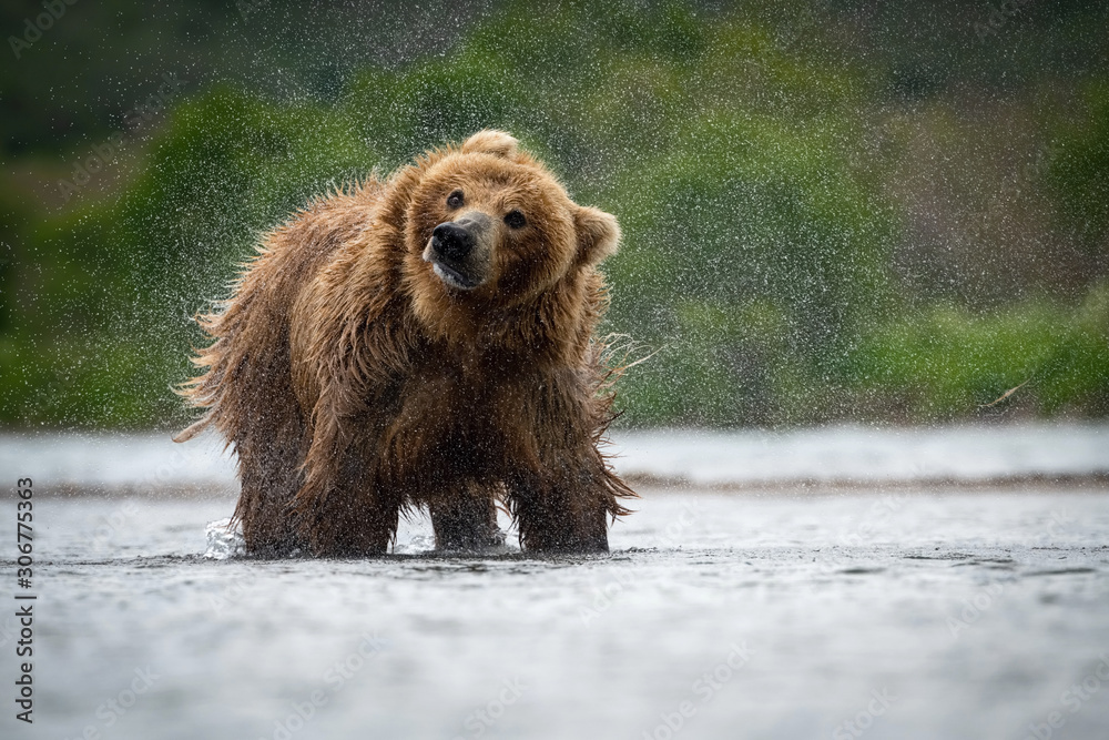 Fototapeta premium The&nbsp;Kamchatka&nbsp;brown&nbsp;bear, Ursus arctos beringianus catches salmons at Kuril Lake in Kamchatka, running in the water, action picture