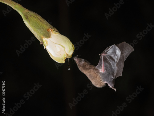 Pallas's long-tongued bat, Glossophaga soricina The bat is hovering and drinking the nectar from the beautiful flower in the rain forest, night picture, Costa Rica photo