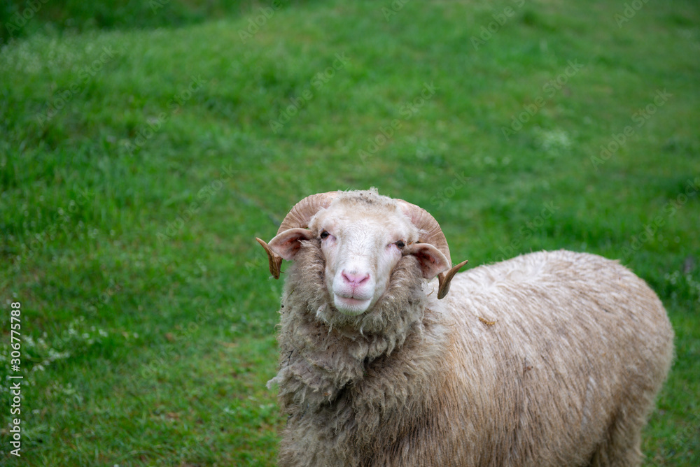 Cheerful friendly ram sheep on a green background Cheerful friendly ram sheep on a green background