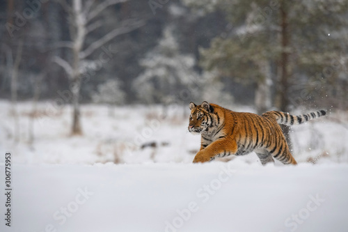 The Siberian Tiger, Panthera tigris tigris is running in the snow, in the background with snowy trees