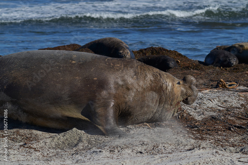 Dominant male Southern Elephant Seal (Mirounga leonina) races through his harem to see off an interloper during the breeding season. Sea Lion Island in the Falkland Islands.